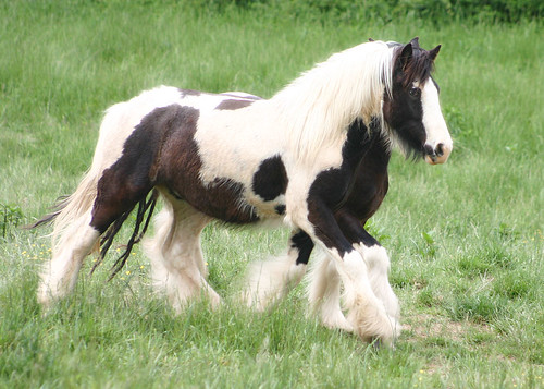 Showboat | by Cosmopolitan Horse Farm
