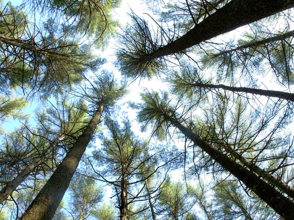 Fisherville Brook Wildlife Refuge/ tall pines