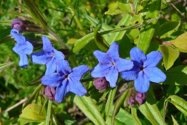 Purple Gromwell  (Buglossoides purpurocaerulea), Zhegër, Kosova