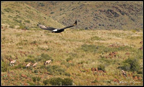 southafrica flying wildlife flight helicopter raptor aerialphoto blackeagle oryxgazella gemsbuck verreauxseagle aquilaverreauxii freestateprovince nikond300 nikkor1685edafsdxvr