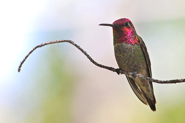 Perched Anna's Hummingbird