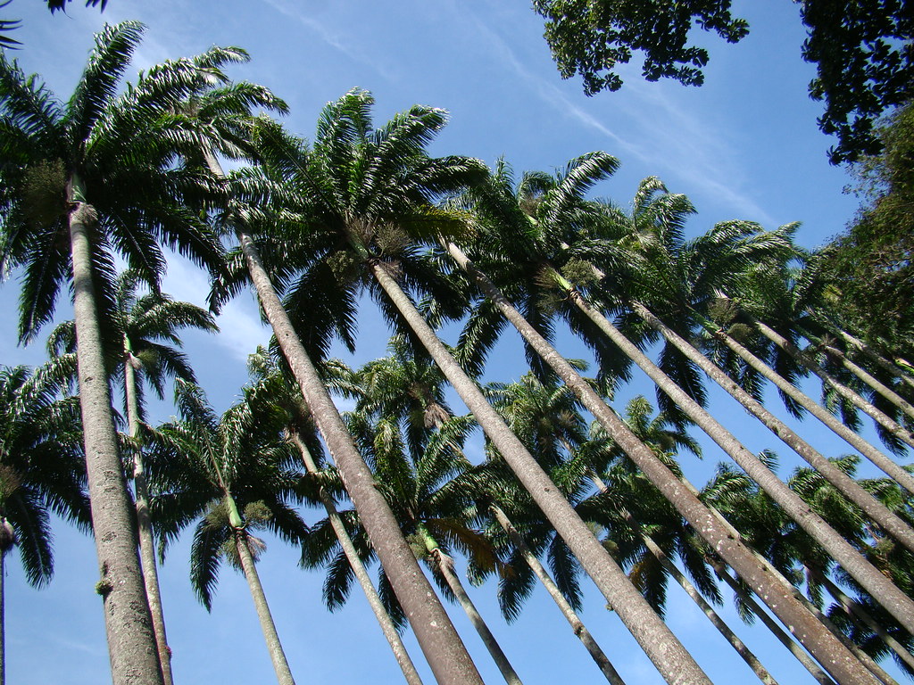 palmeira-imperial 
