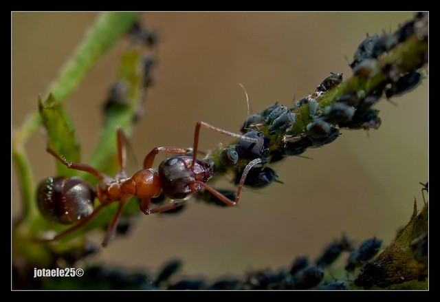 La hormiga que cuidaba pulgones