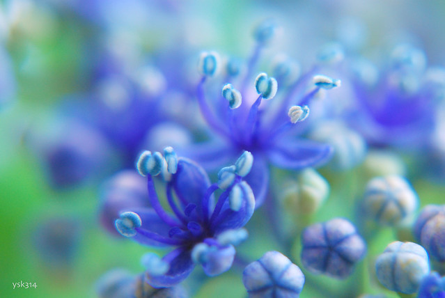 Small Flowers in Hydrangea
