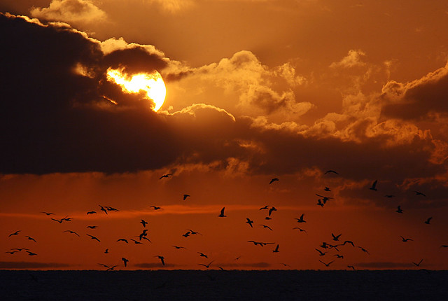 Sunset, Strumble Head and Gulls