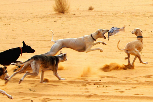 Predators - المفترسون | by A_Alfaleh عبدالرحمن الفالح