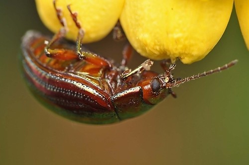 macro insect nikon raynox 55200mm nikond90
