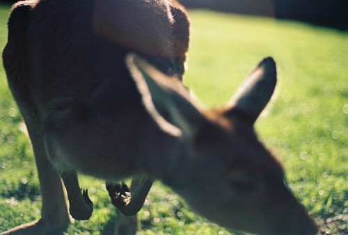 kangaroo | by +CHERRY+