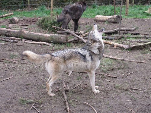 Howling Wolves | by Tink1272