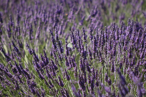 DSC_0064 | by WildwomanK