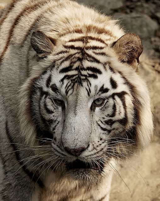 White Tiger ,,