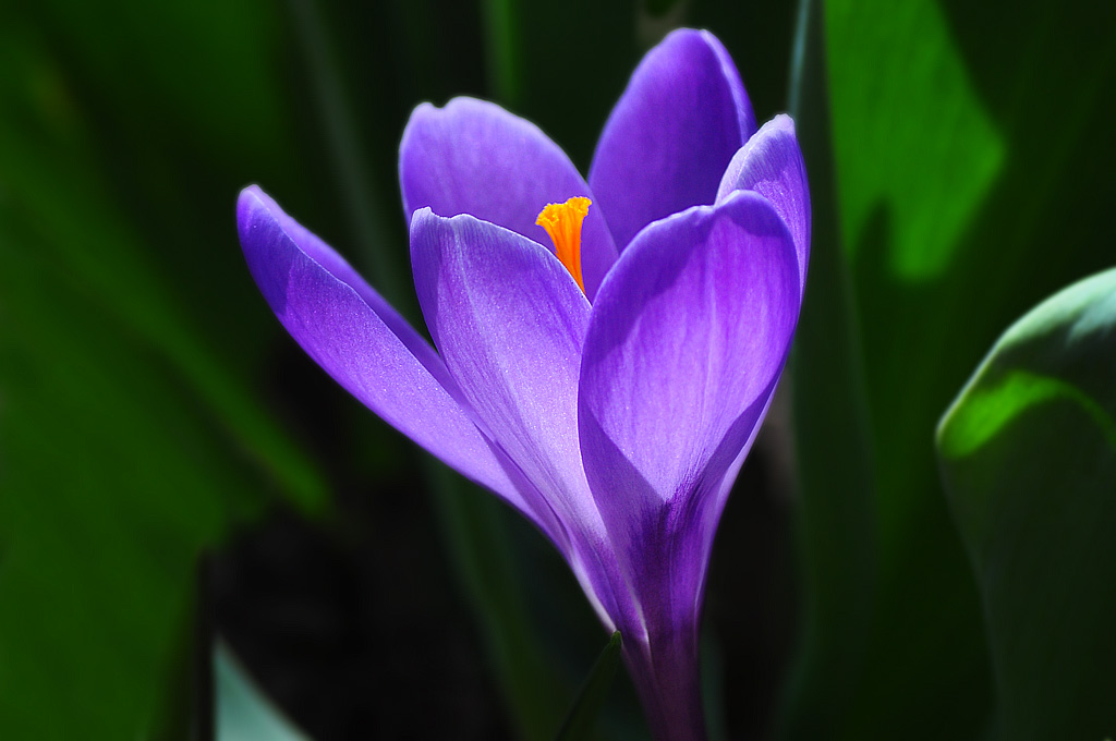 Crocus Weather and Then Some by Madison Guy