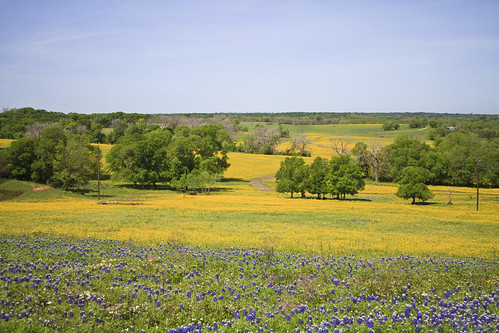 yellow texas wildflowers chapelhill bluebonnets