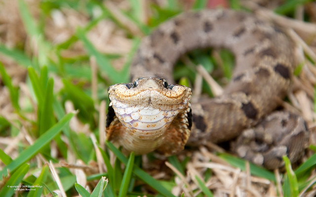 Eastern Hognose Snake (Smiling) - Katy, TX