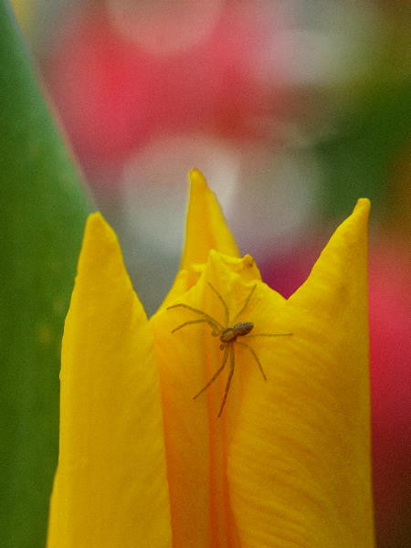 Een spin op  een gele tulp. Yellow tulip with a spider.