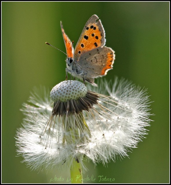 Dandelion with Butterfly Wings