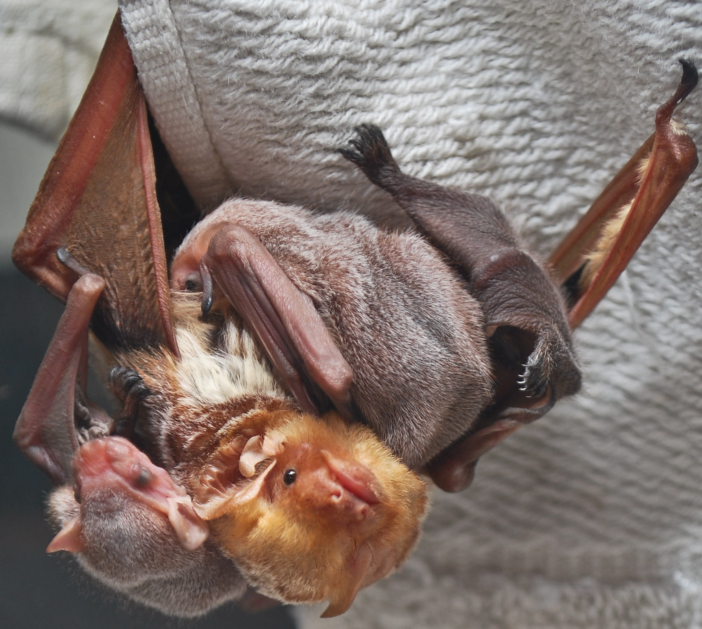 Eastern Red Bat with three babies. | The Eastern Red Bat (La… | Flickr