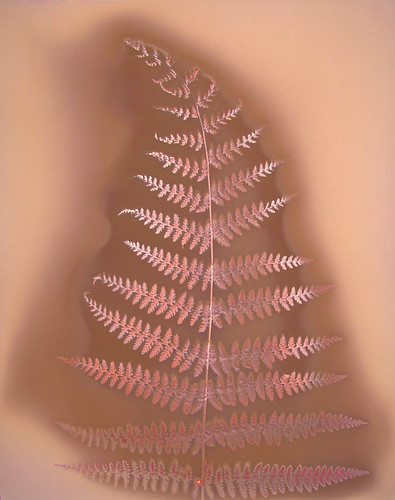Lumen Print 592 Fern by John Fobes | by john_fobes