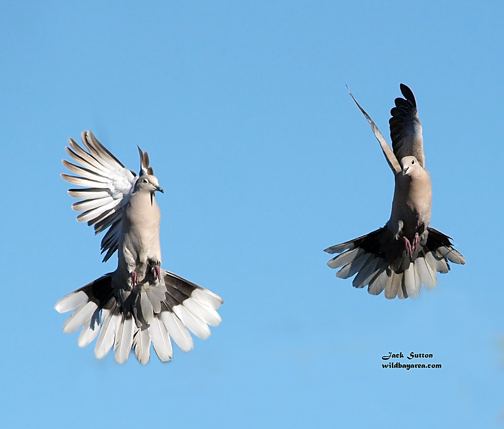 Eurasian-collered Dove Pair by jsutton8