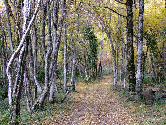 Ain - Bugey - chemin menant au Mont Luisandre