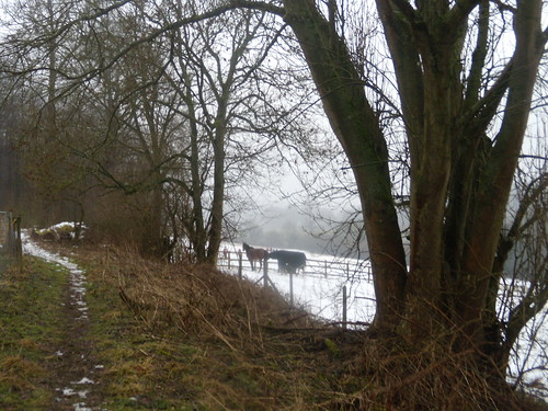 Horses through hedgerow DSCN8616 Chorleywood to Chesham