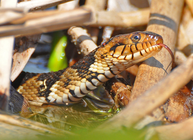 Banded water snake tongue out