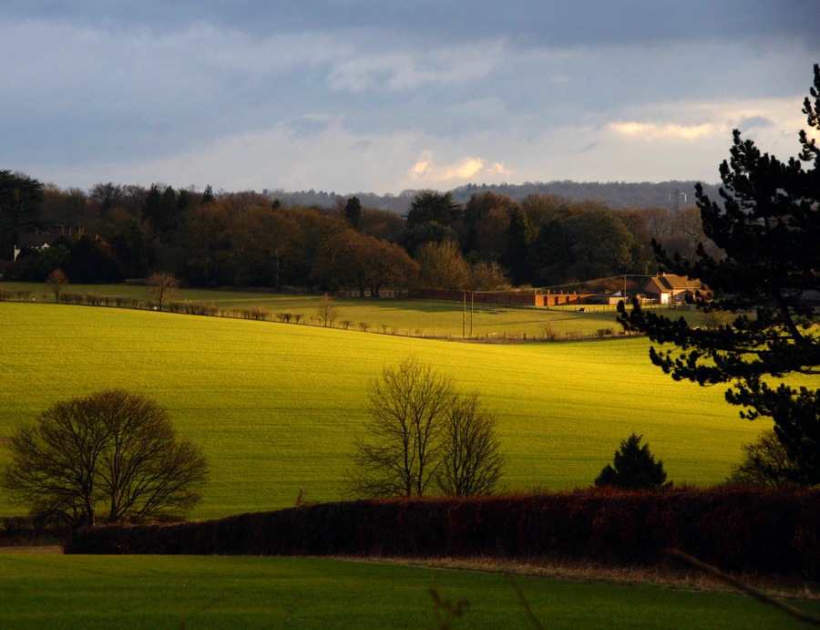 Evening Sunlight in the Chilterns by algo