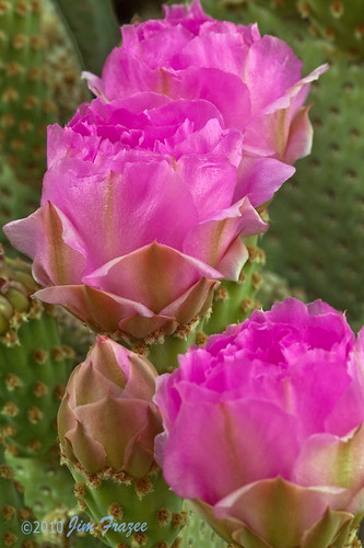 Beavertail Cactus Flowers - Joshua Tree National Park by Jim Frazee