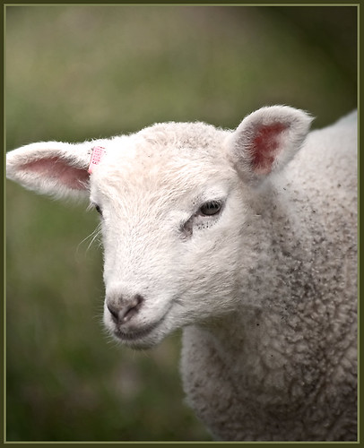 Little Lamb #603433 by TT_MAC