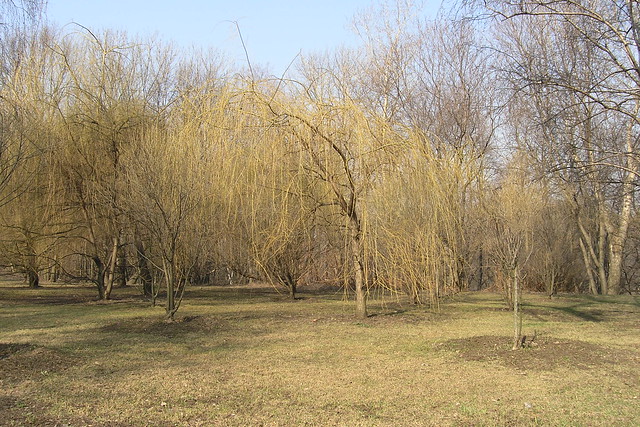 Yellow willows