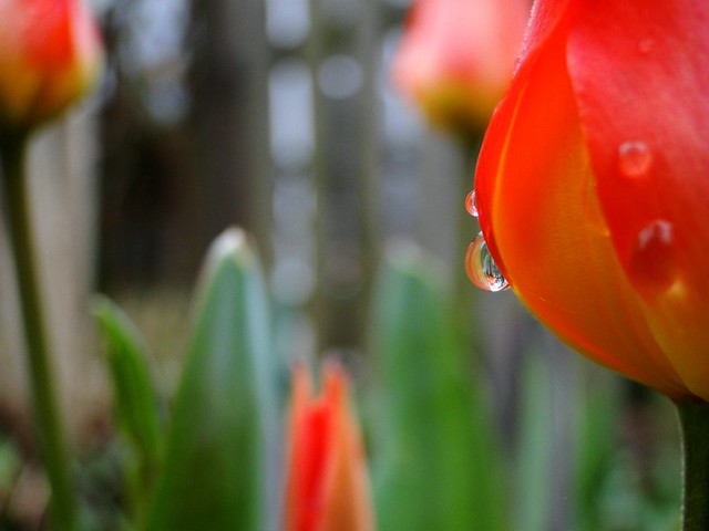 Tulpentränen  ~ wet red spring