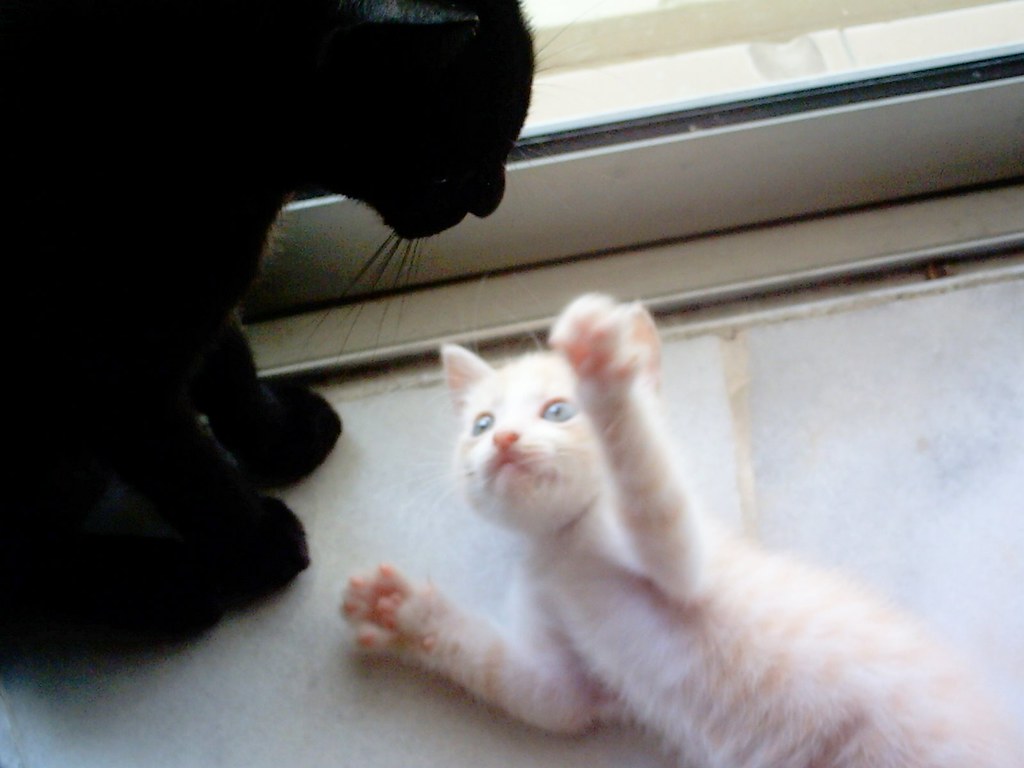 You win! I surrender! | Funny and cute photos of my cats I t… | Flickr