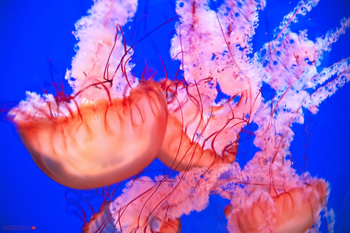 Jellyfish, Jellies, Sea Jellies by David Alan Robillard