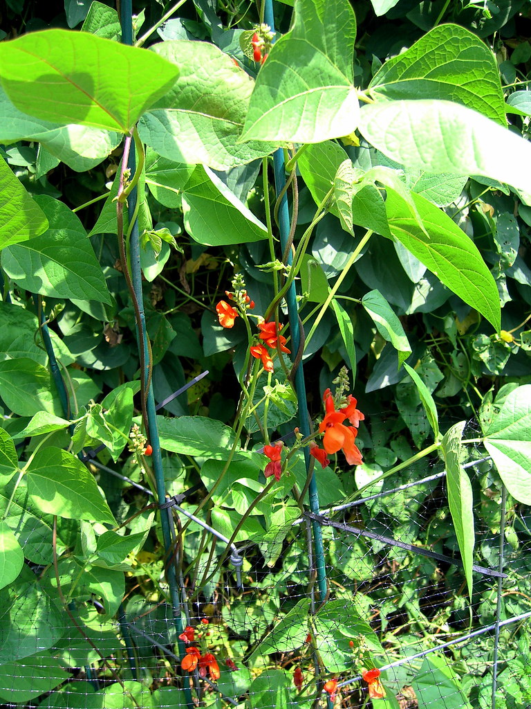 Scarlet Runner Pole Bean In Bloom Flickr