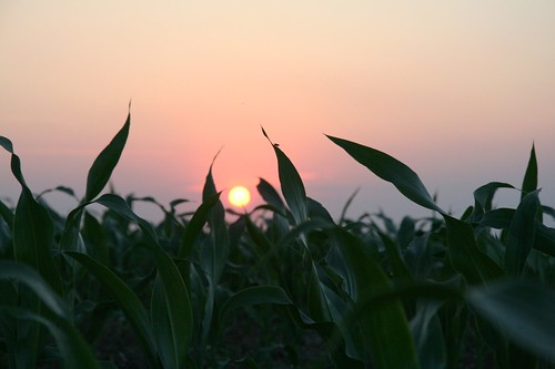sunset sun solar geocaching farming crop 365 project365 gc1wfk9