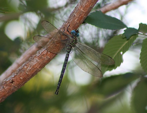 dragonfly tx odonata ruskcounty swampdarner epiaeschnaheros