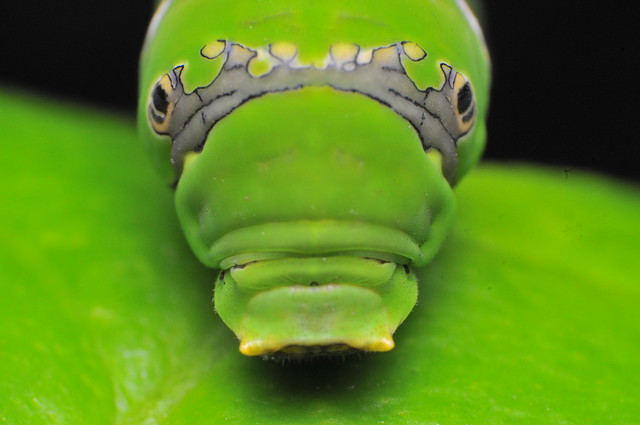 not my real face ... swallowtail caterpillar