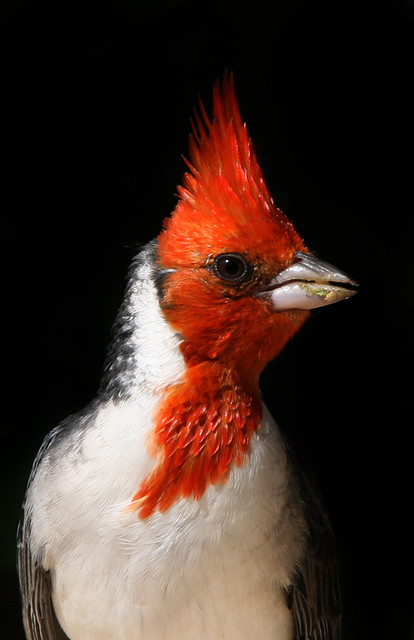 Red Crested Cardinal