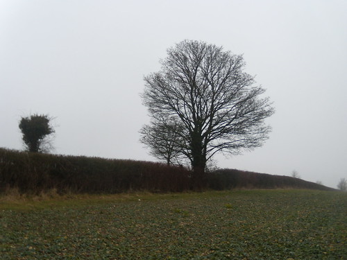 Two trees DSCN9110 Saunderton Circular via Bledlow