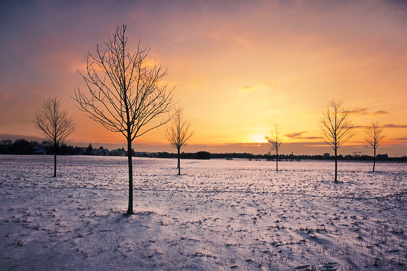 tree(s) & snow 3 by Dennis_F