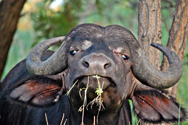 African or Cape Buffalo (syncerus caffer)