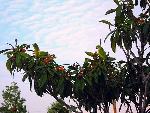 Wild Parrots | by fdwarner