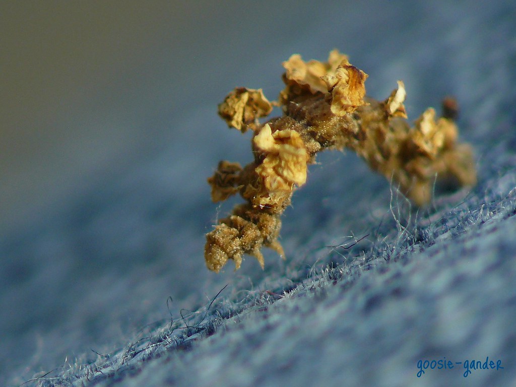 the lovliest little inch worm. ever. | slight crop, otherwis… | Flickr