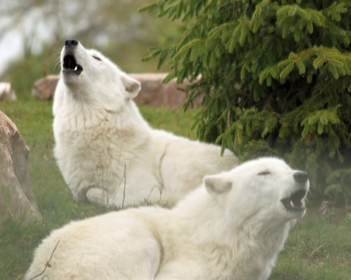wolves | by collette v