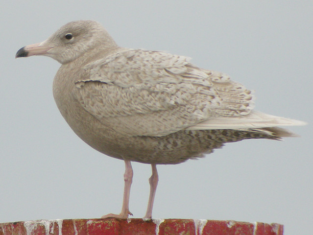 Glaucous Gull, Sheringham (Norfolk), 13-Mar-10