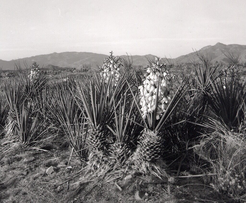 Desert Easter - Yuccas in Bloom by Garrett in Arizona
