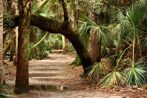 Myakka State Park by bethphotos75