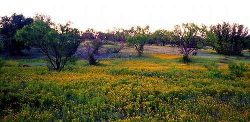 mamiya film mediumformat geotagged texas bluebonnet mesquite hillcountry wildflower filmscan texashillcountry llanocounty mamiya7ii lupinustexsensis geo:lat=30725494 geo:lon=98762442