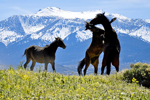 Mt Rose & Mustangs by {photonista} Rachel Hamrick