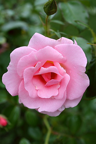 Pink Rose | by robtm2010